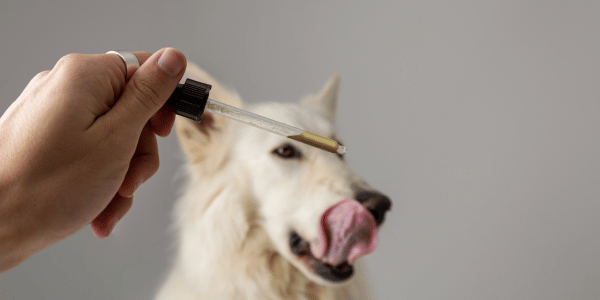 Understanding CBD for Dogs